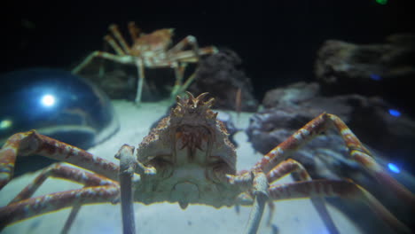 Spider-crabs-in-a-round-aquarium-backward-track.-Montpellier-Thomisidae